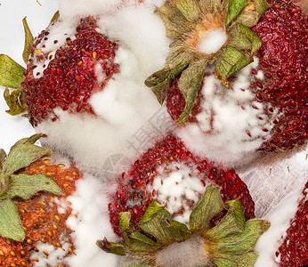 以白真菌和衰变覆盖的四张霉芽草莓巨集相片图片