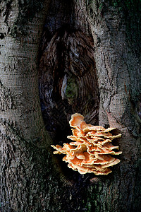 树干上橙色硫磺真菌图片
