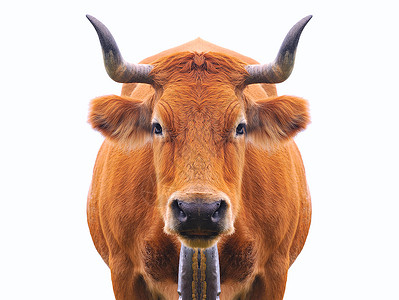 母牛背景图片