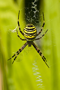黄蜂蜘蛛条纹的园蛛科高清图片