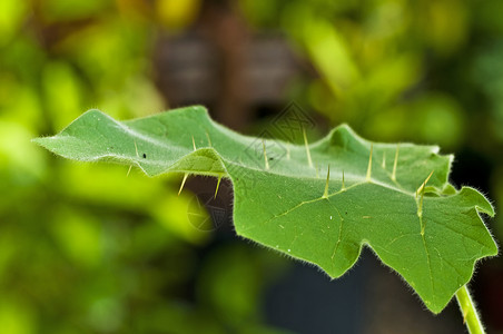 kantri印度Ayurveda医药草图片