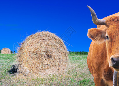 牧牛和田野上的草篮图片