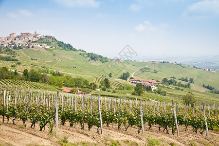 意大利最有名的葡萄酒区中间园图片