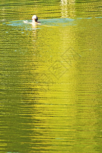 湖中游泳的男人背景图片