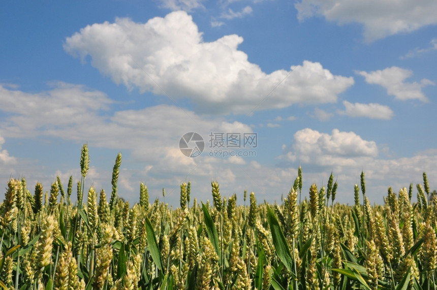 小麦东大图片
