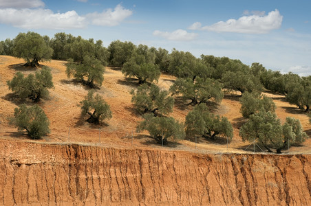 种植园中的橄榄树图片