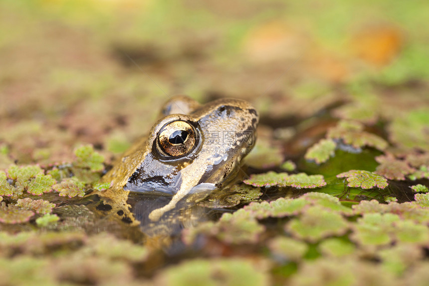 鸭草之间池塘中的青蛙头图片