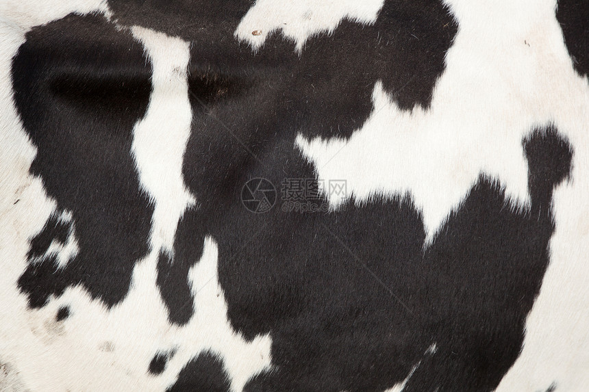 黑白牛的侧面图片