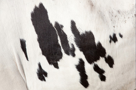 白牛边上的黑斑点图片