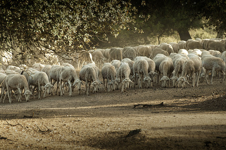 在山中牧羊农场里图片