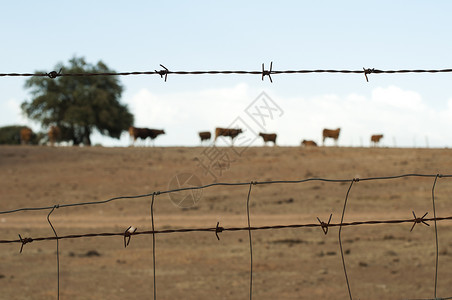 被铁丝网包围的农场里动物图片