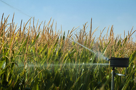 给玉米园浇水灌溉图片