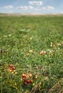 番茄种植和罐头图片