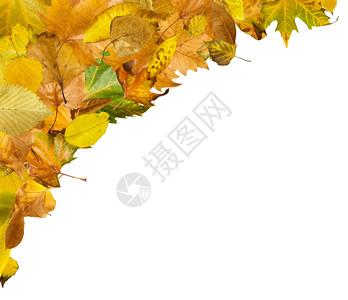 风边框素材秋叶边框白色的孤立复制空间背景