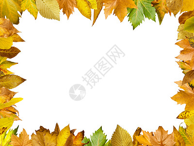 秋天边框素材秋叶边框白色的孤立复制空间背景
