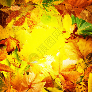 秋叶的边框yelo叶子复制空间图片