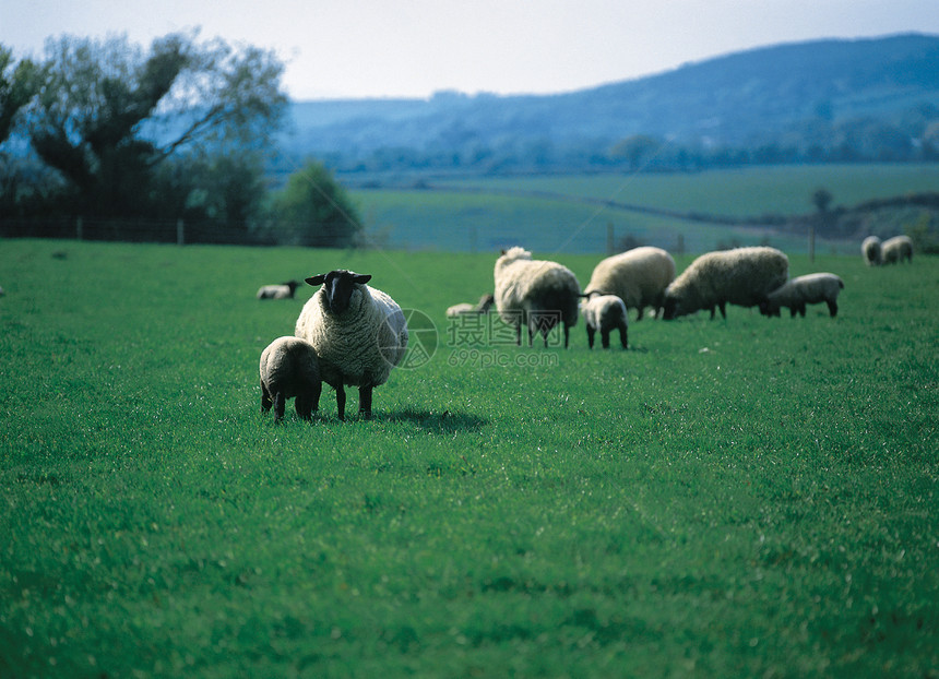 公羊在青绿的草原上牧图片