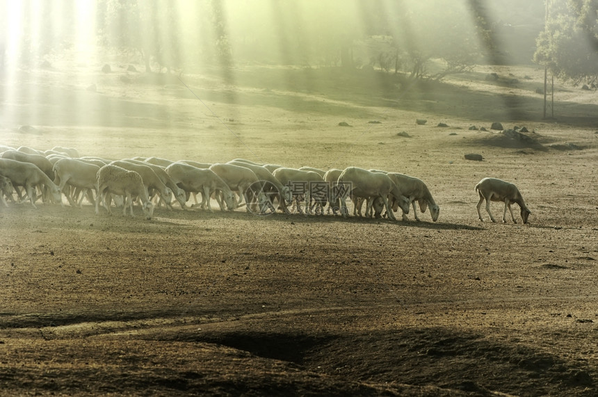 森林里的羊群图片