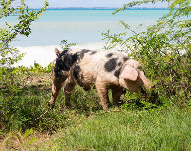 在沙滩和海边的上吃灌木丛的野猪图片