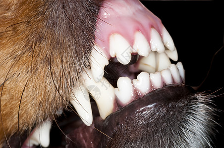 狗牙锋利的爪子高清图片