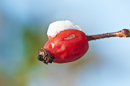 雪中的花瓣图片