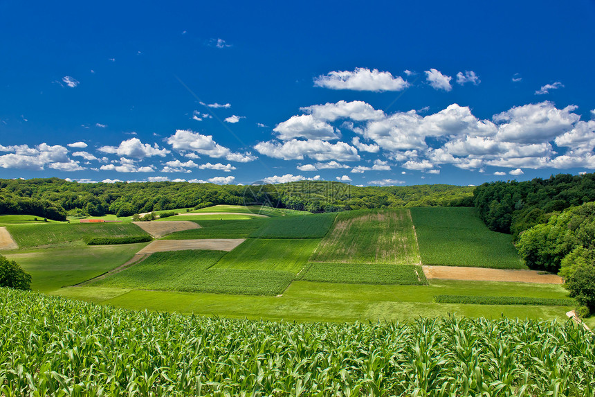 Croati玉米和干草田中美丽的绿色农业景观图片