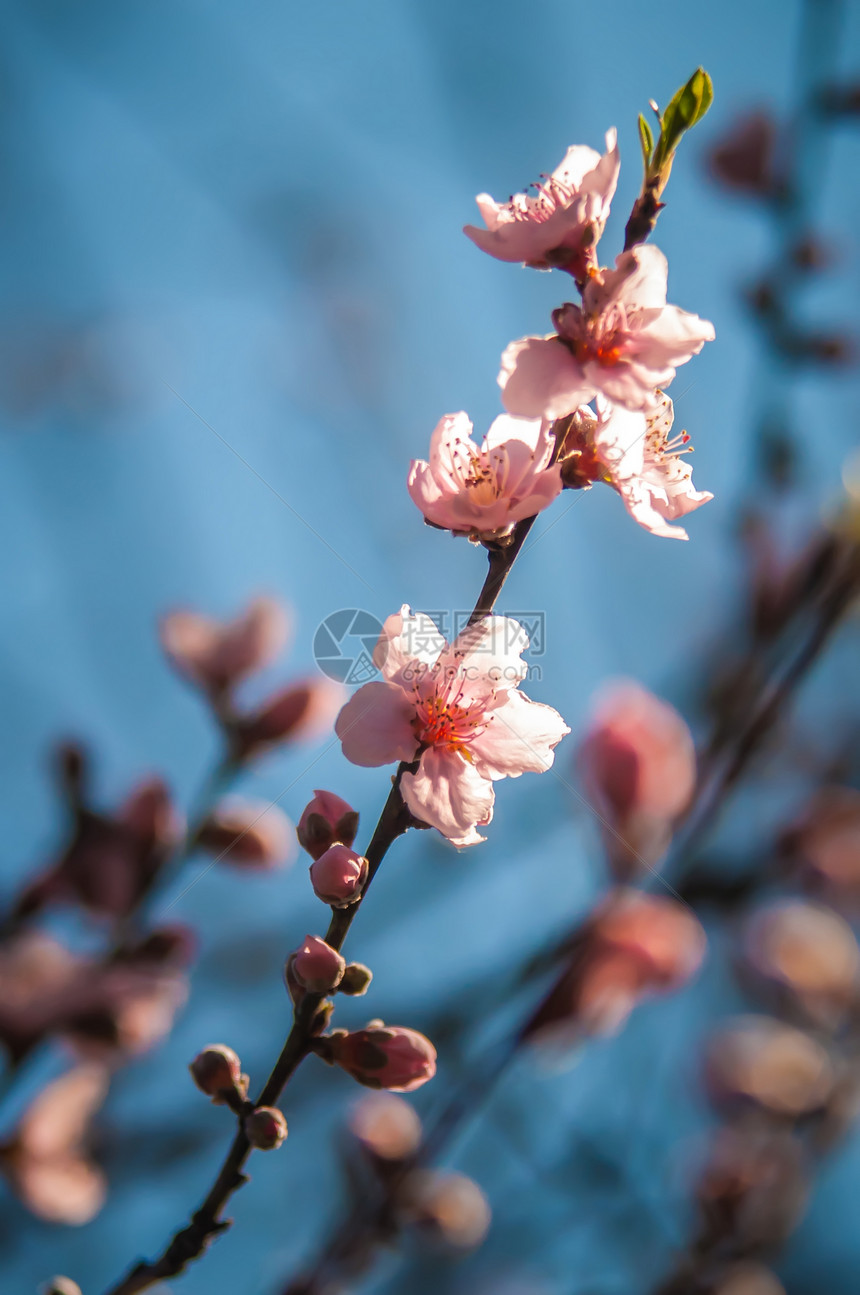蓝天空背景的花园中春桃图片