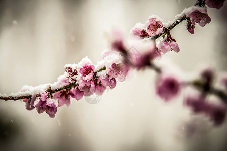 桃花上覆盖着雪背景图片