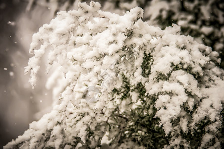 雪中覆盖的树枝图片