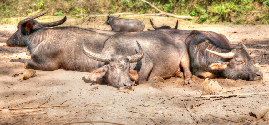 河水牛在北泰兰沉睡图片
