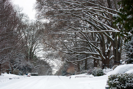 街道和树上的积雪图片