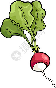 萝卜蔬菜食品物的漫画插图背景图片
