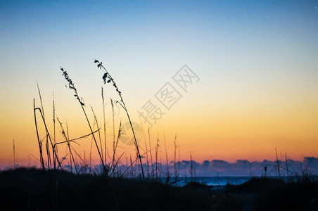日出黄昏时的海滩植物图片