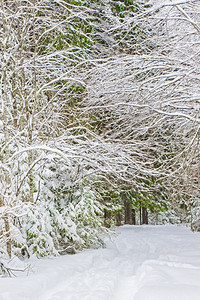 冬季雪中的道路图片