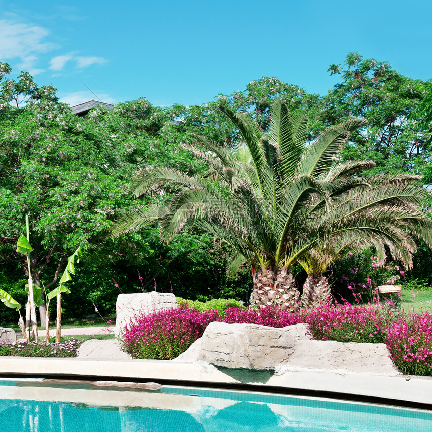 户外游泳池周围的棕榈树和鲜花图片