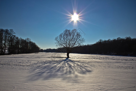 阳光照在雪地的树上图片