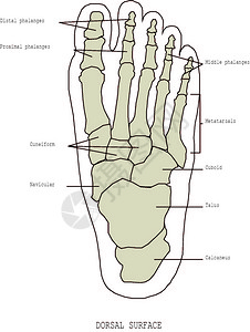 脚腿和的人体解剖学图片