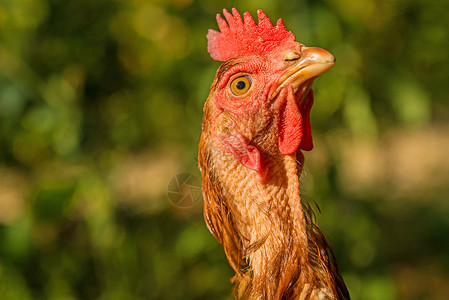动物鸡头上的红色鸡冠背景图片