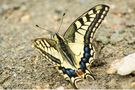 漂亮的燕尾蝴蝶采花粉背景图片