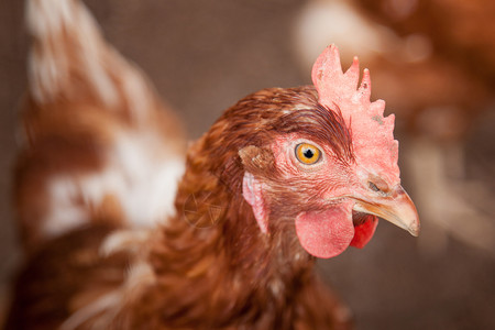 养殖场中的动物鸡背景图片