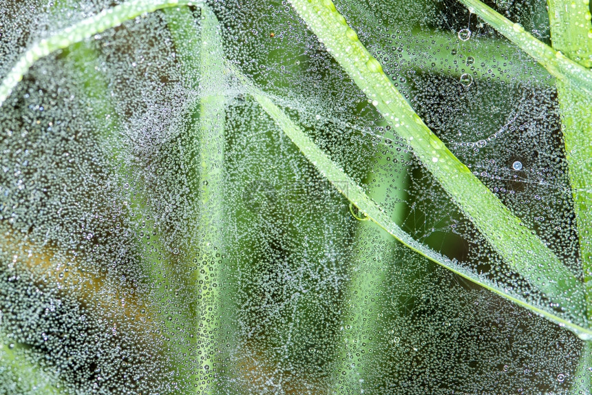 蜘蛛网后面有雨滴图片