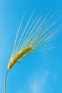 蓝天背景的小麦耳图片