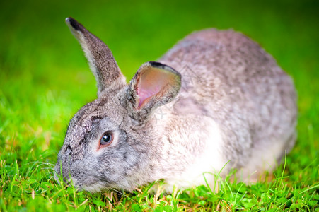 毛茸茸的小动物兔子图片