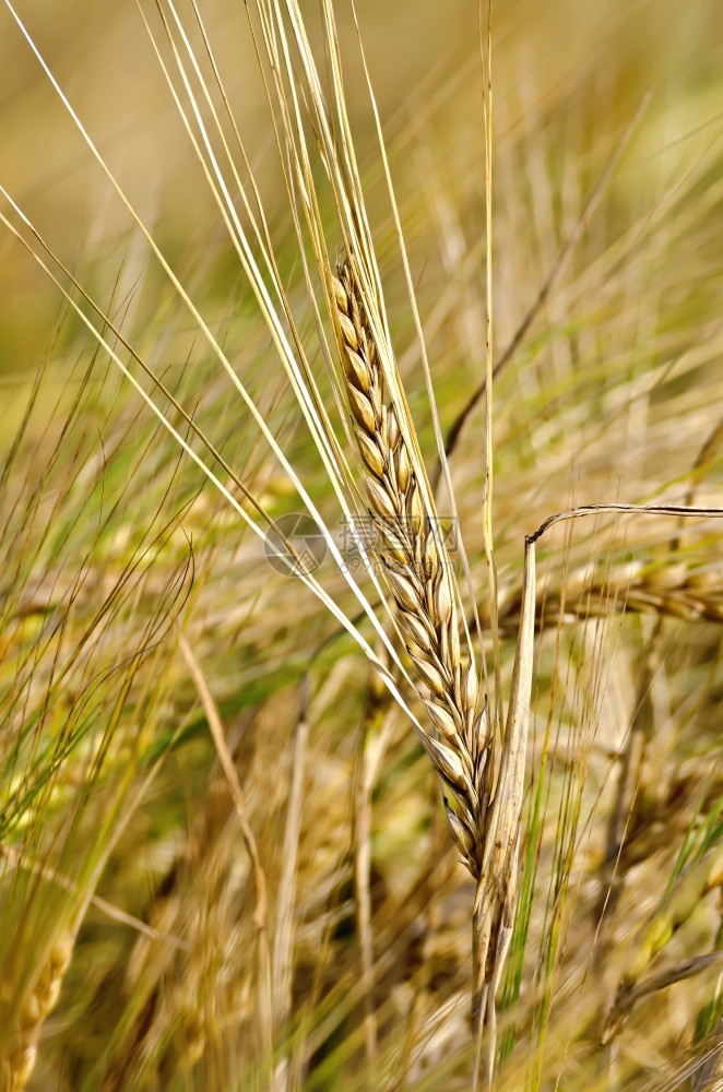田地背景上熟的玉米面包耳朵图片