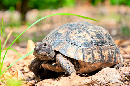 乌龟运动旱地的成年动物海龟背景