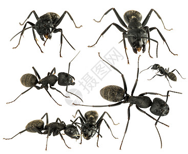 黑色蚂蚁黑蚂蚁白孤立演播室拍摄背景