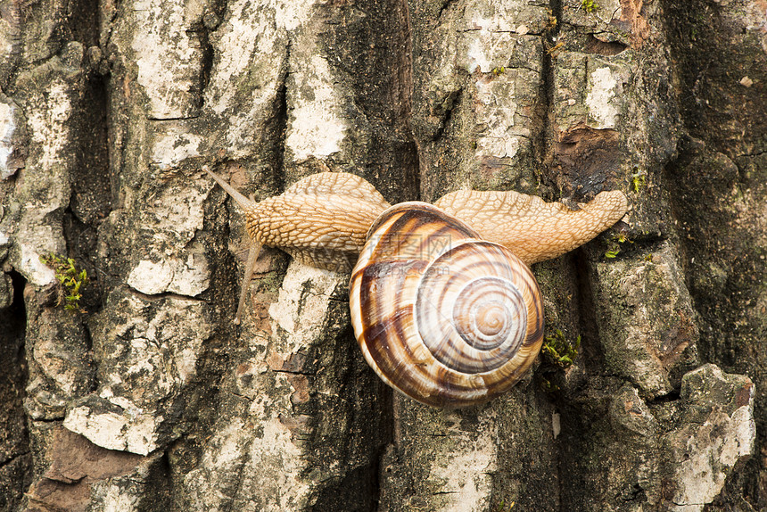 爬在树上的动物蜗牛图片