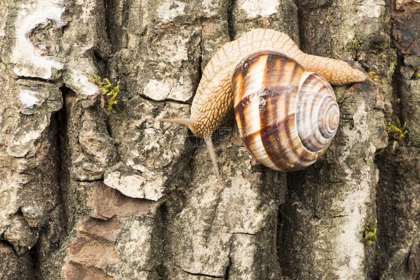 爬在树上的动物蜗牛图片