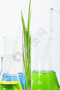 白色背景实验室设备中的绿色植物图片