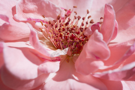 粉红玫瑰背景关闭花朵图片